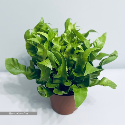 Асплениум Криспи Вэйв