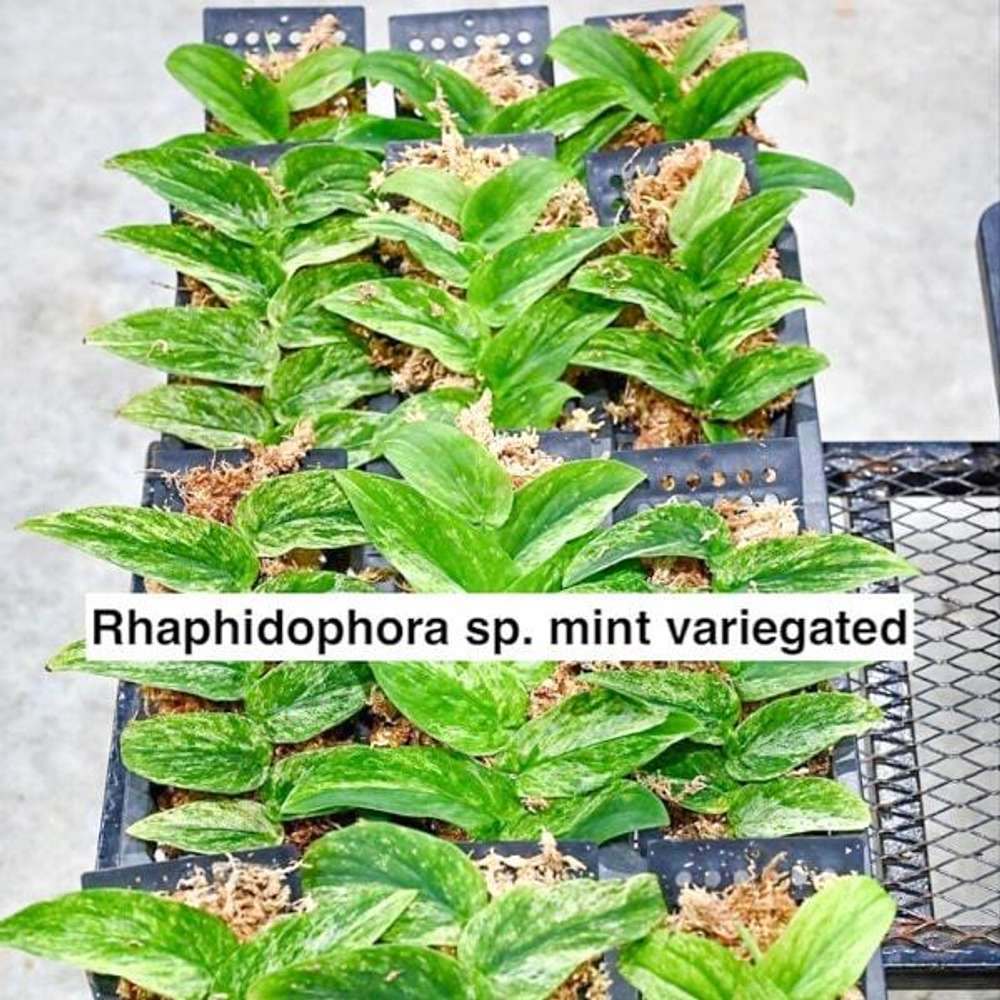 Рафидофора MINT VAR