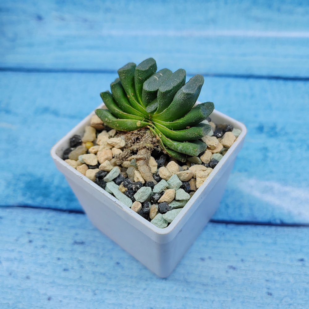 Haworthia Truncata (Хавортия)