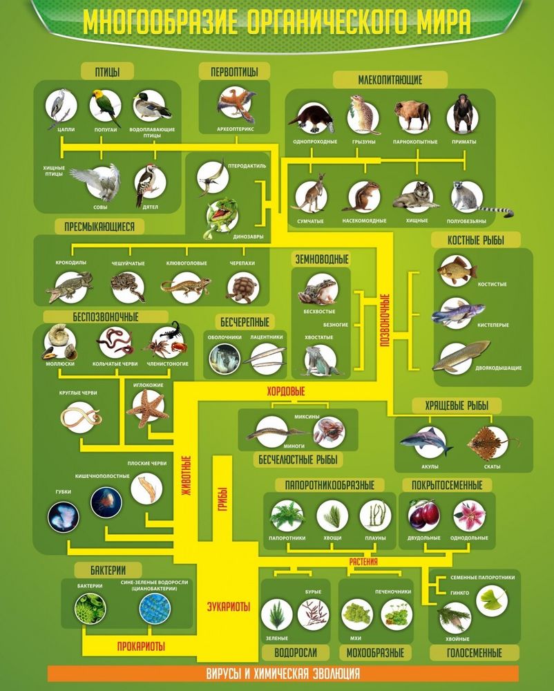 Стенд &quot;Многообразие органического мира&quot;