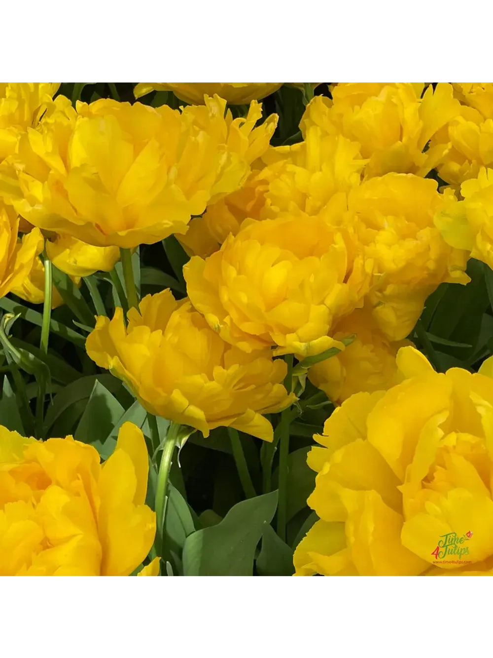 Тюльпаны пионовидные ,луковицы сорт LIMOUSINE желтые (4шт)