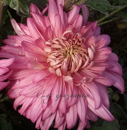 Хризантема одноголовая Holiday pink /о.25 /поставка весна 2026г/