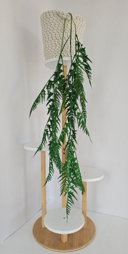 Папоротник игольчатый / Арт 4404