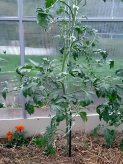 Колышки опора кустодержатель ограждение