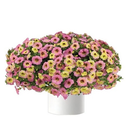 Калибрахоа Ombre Pink р9 1шт