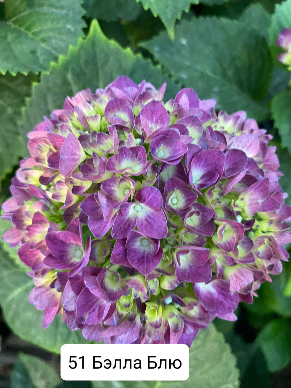 BELLA BLUE /БЭЛЛА БЛЮ  (Стандарт поставки Р9)2025г.