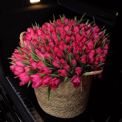151 tulips