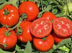 Терра кота F1 семена томата детерминантного (Syngenta / Сингента)