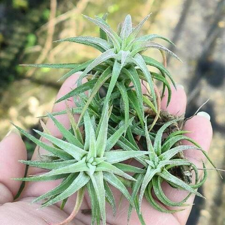 Тилландсия vanhyningii CLUMP S (T53)