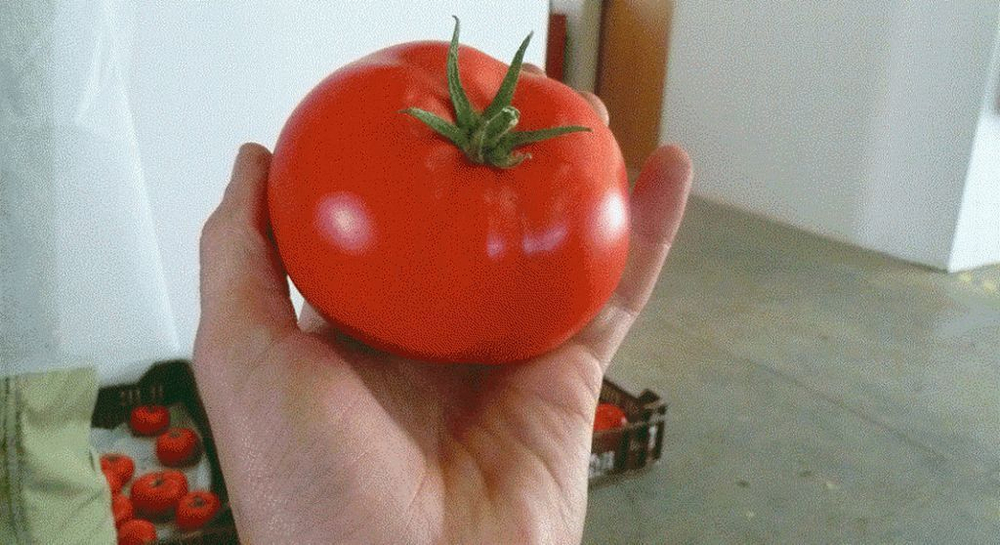 Корвинус F1 семена томата полудетерминантного (Seminis / Семинис)