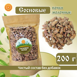 Сосновая почка.