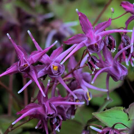 Горянка крупноцветковая "Purple Prince". Epimedium grandiflorum "Purple Prince".