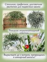 Рипсалис опушеннолистный суккулент ампельный