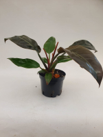 Филодендрон (MIX)