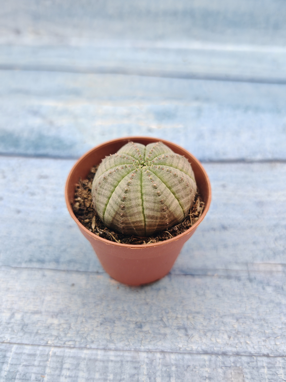 Euphoria Obesa (Эуфорбия)
