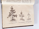 "Беседы о русском лесе". Д.Н.Кайгородов. 1885г.