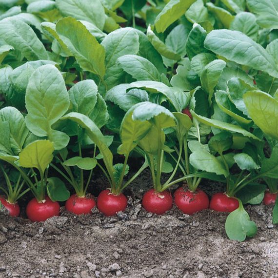 ДОНАР F1 семена редиса Syngenta отзывы