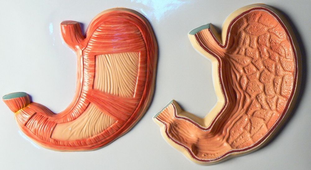 Модель барельефная «Внешняя и внутренняя поверхности желудка»
