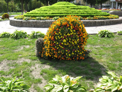 Топиарная фигура Улитка