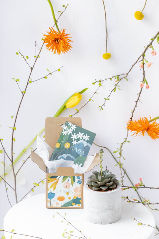 Суккулент d 9 см в бетонном кашпо