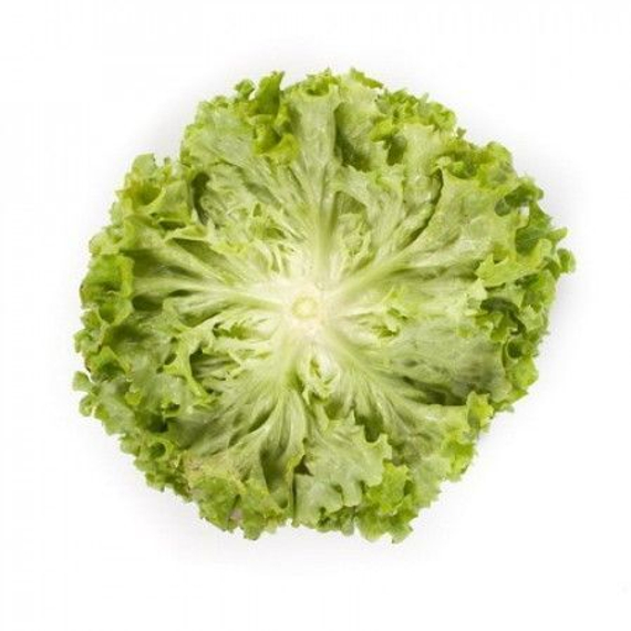 ОТИЛИ семена салата Rijk Zwaan цена – фото 2