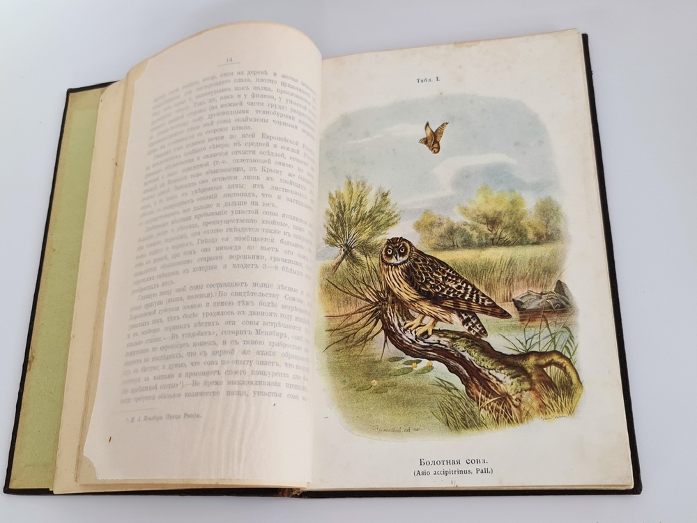 "Пернатые хищники. Популярные очерки из мира русских хищных птиц". Д.Н.Кайгородов. 1906 г.