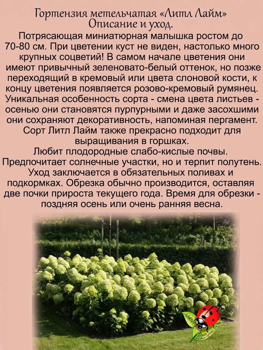 Гортензия Литл лайм миниатюрная метельчатая