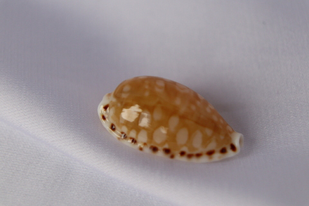 Ципрея клеопатра (Cribrarula cumingii cleopatra), 2,2см, 1шт
