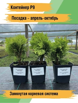 Туя саженец западная Мириам хвойные