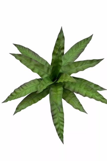 Асплениум куст из 15 листьев большой