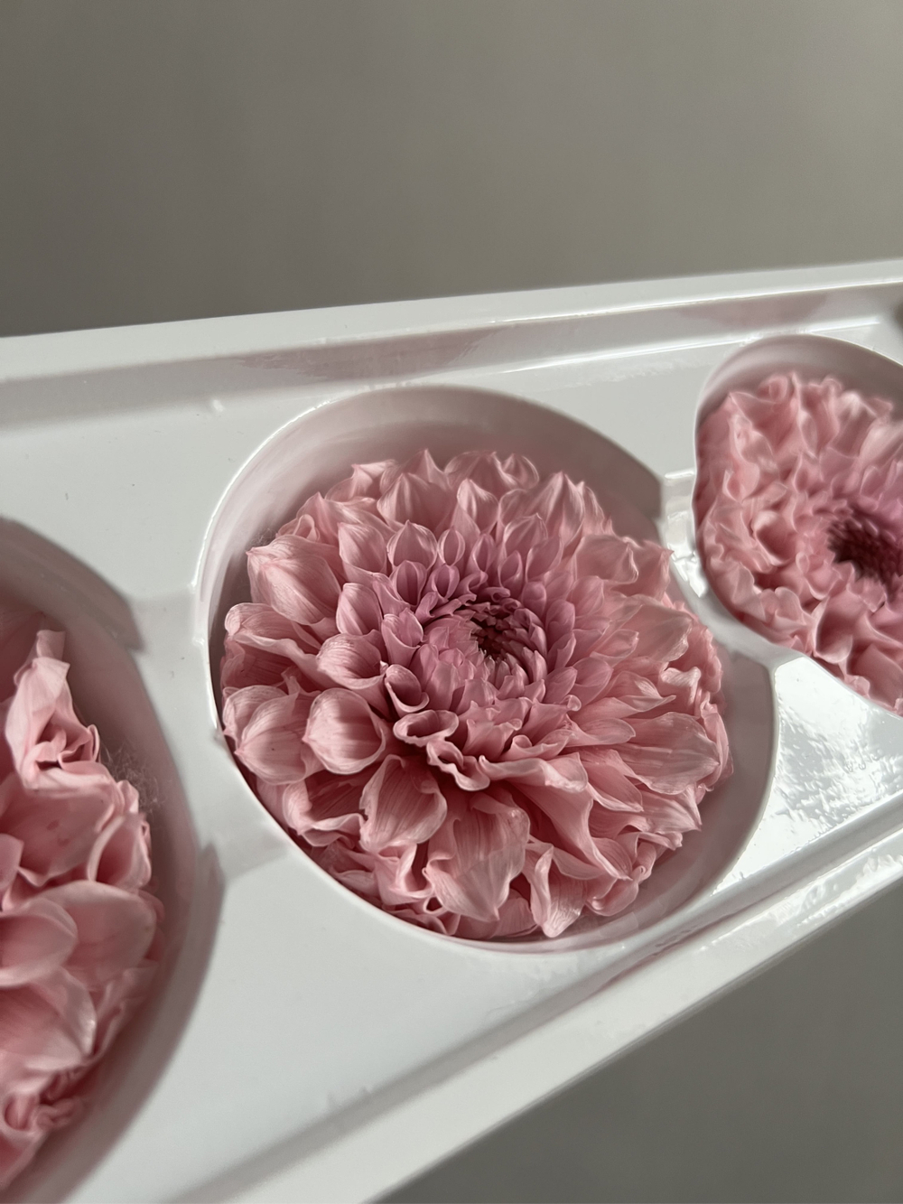 Георгины сиреневые d=8 см (упак 3 шт)