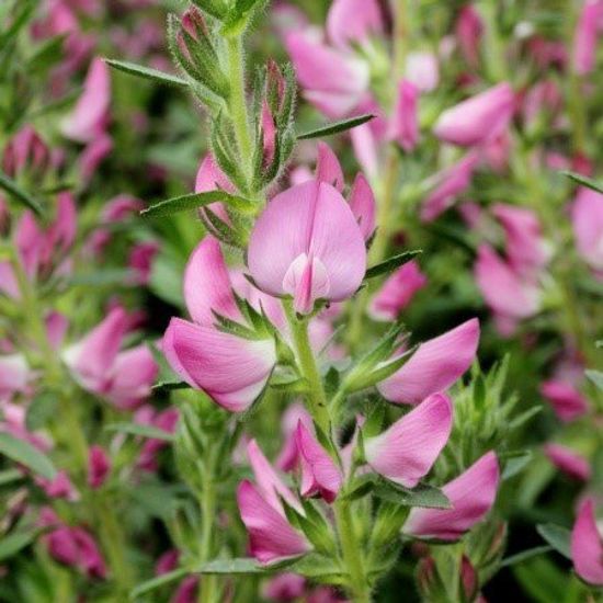 Стальник колючий