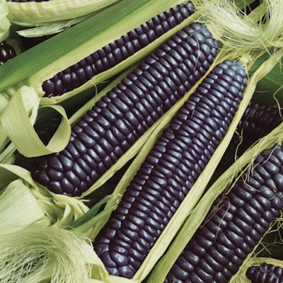 Чёрная Кукуруза Ацтеков, Black Aztec Corn