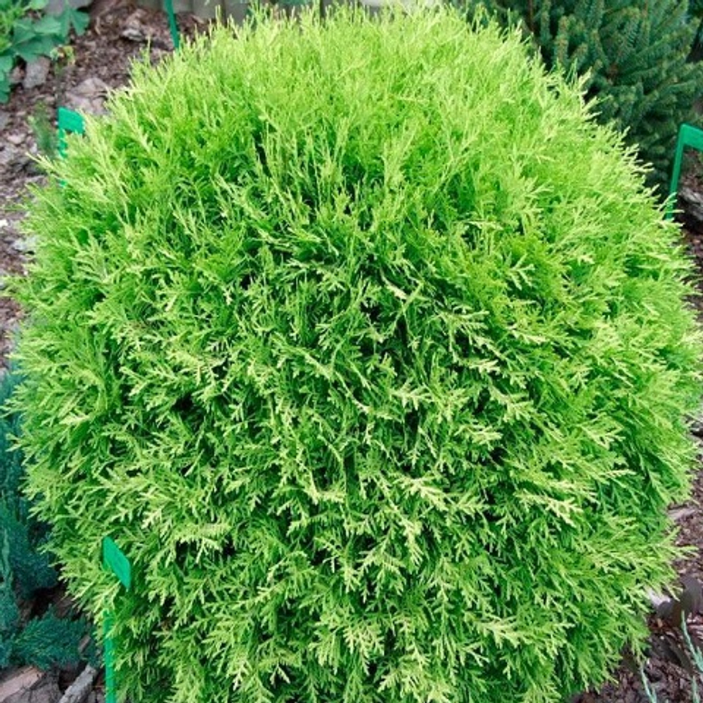 Туя западная Селена