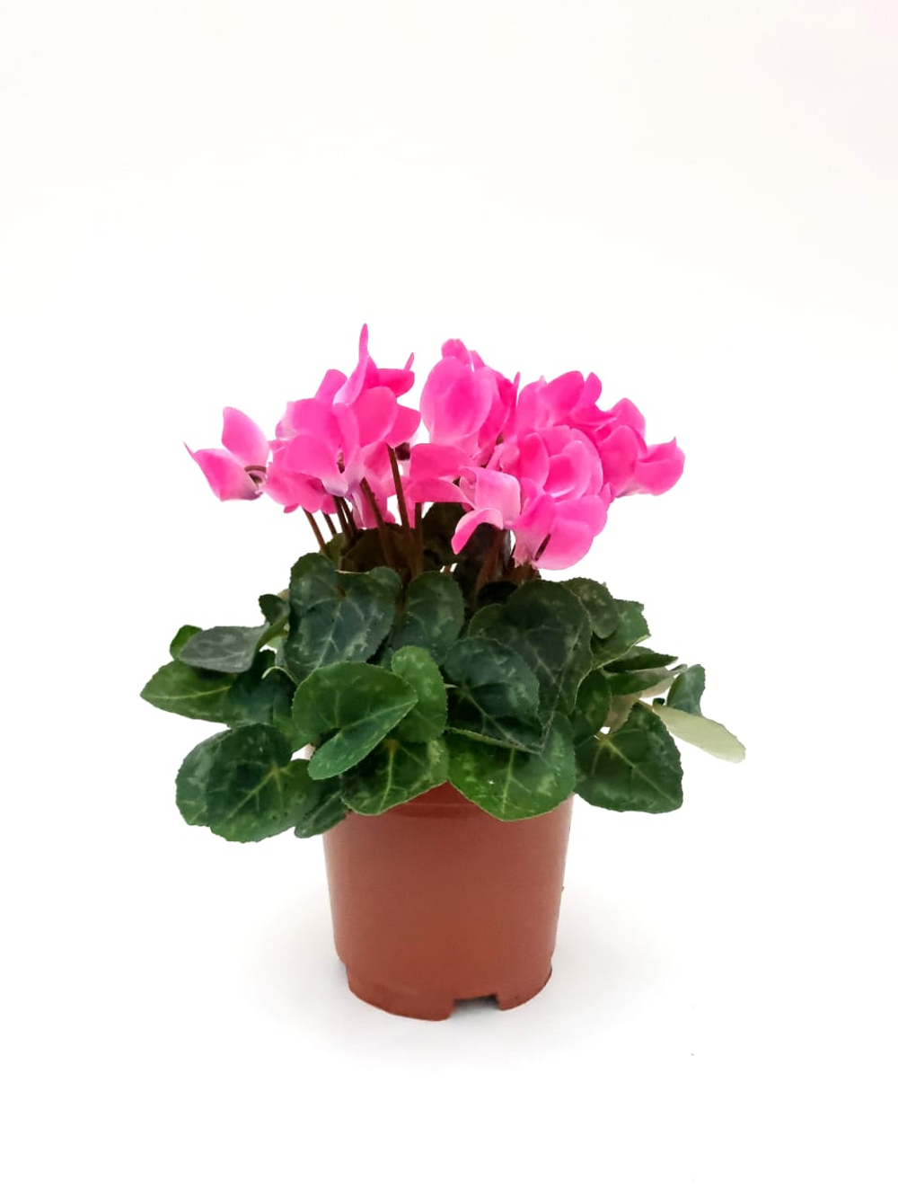 Цикламен d 10