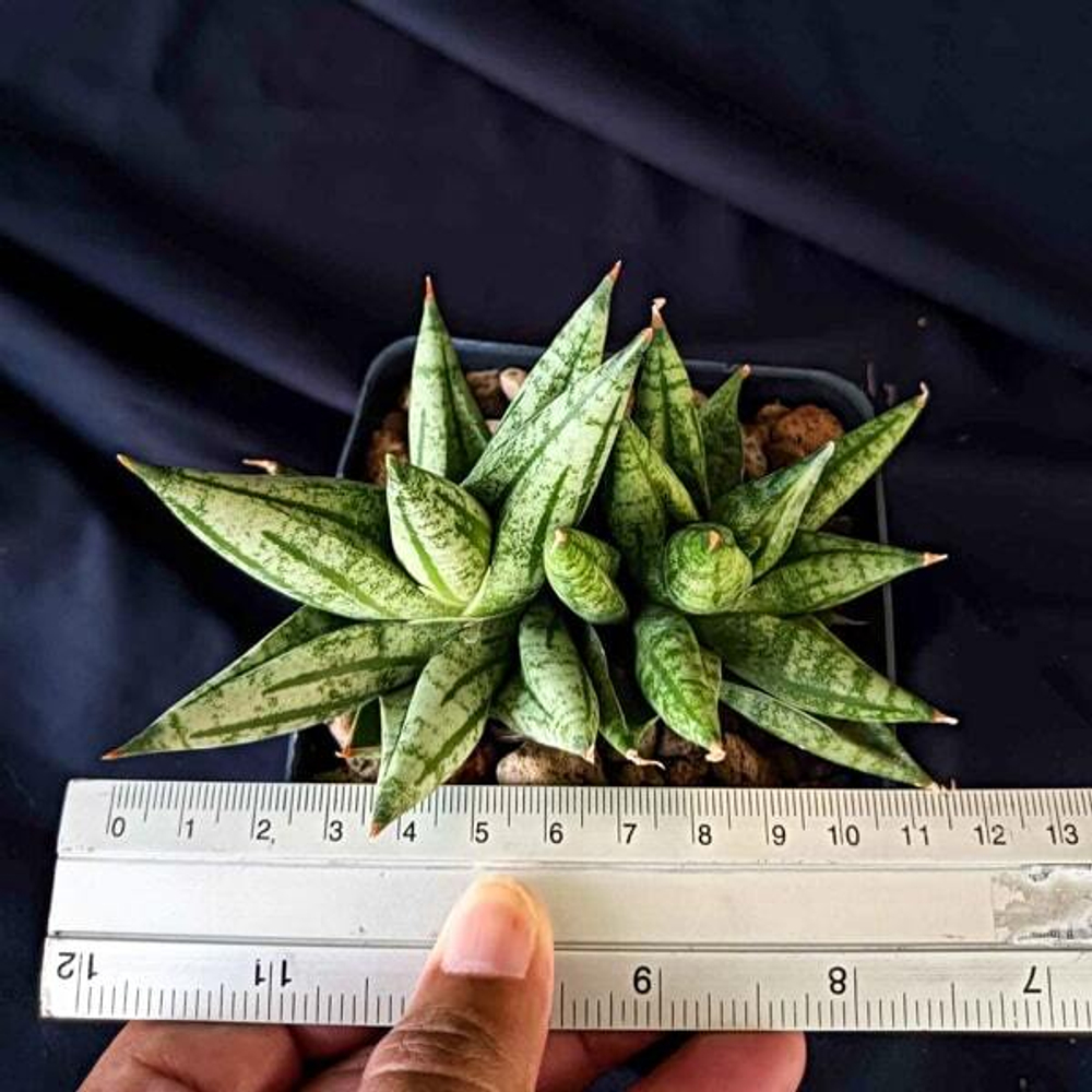 Сансевиерия MING MANEE