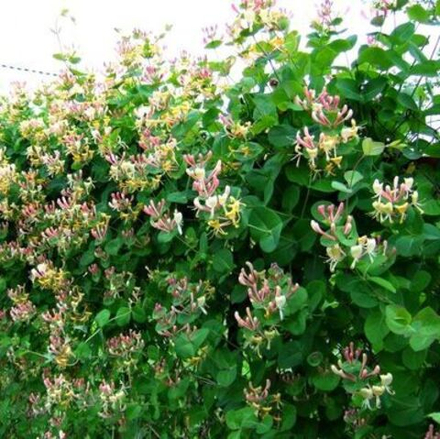 Жимолость душистая Каприфоль С2 15-20