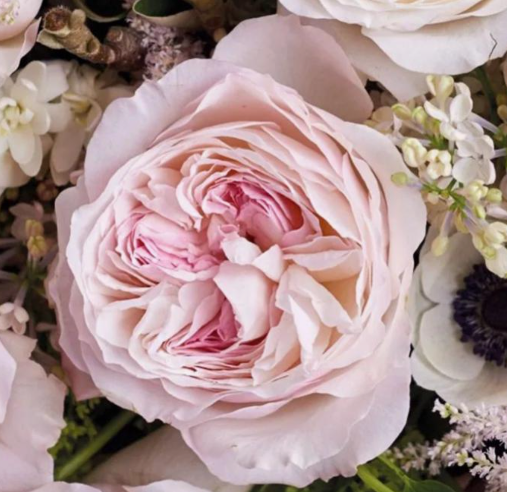 Роза английская Кейра ОКС конец апреля -май 2026