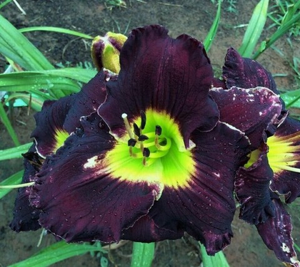 Лилейник гибридный Лонгфилдс Блэк Мэджик