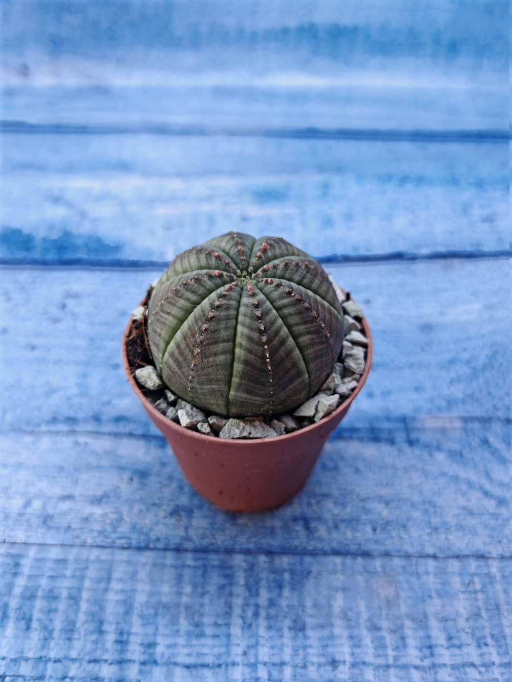 Суккулент Euphorbia Obesa (Эуфорбия)