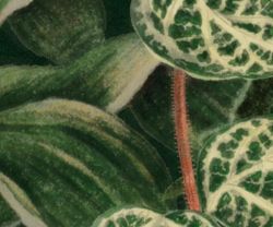 Бесшовная фреска 23391, 2,7 м (Ширина 4 м)