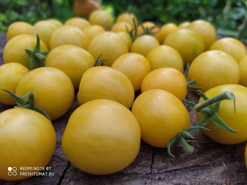 Супер-сладкий жёлтый виноград сорт томата