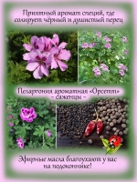 Пеларгония Орсетт душистая аромат перца