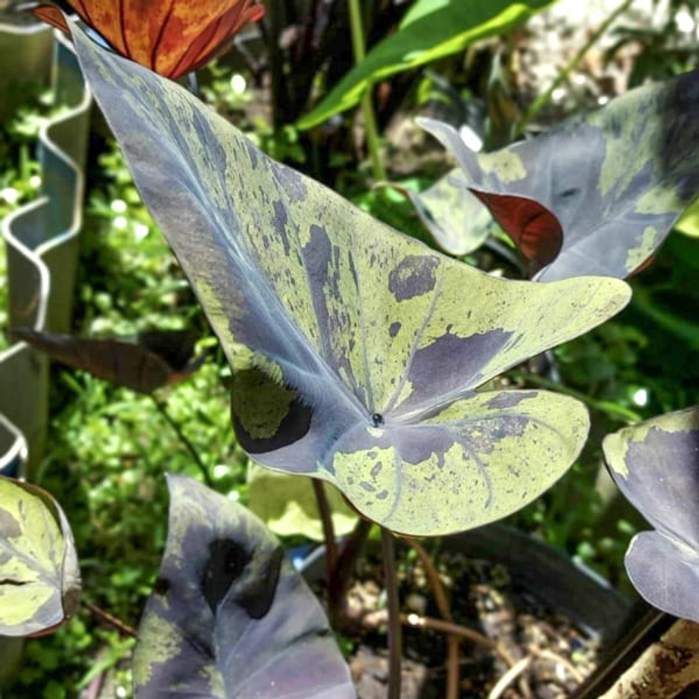 Колоказия MARINA CUP