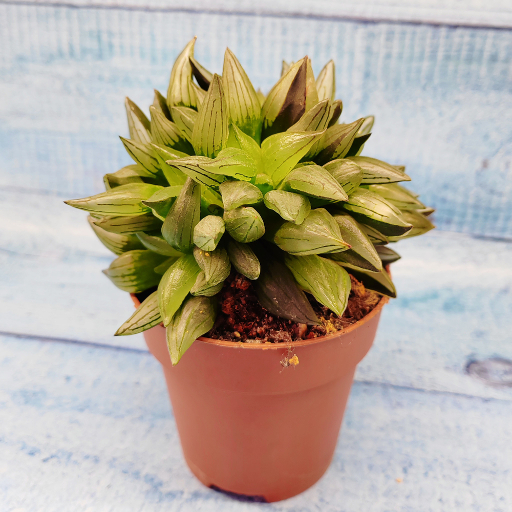 Haworthia Atrofusca mutant (Хавортия)