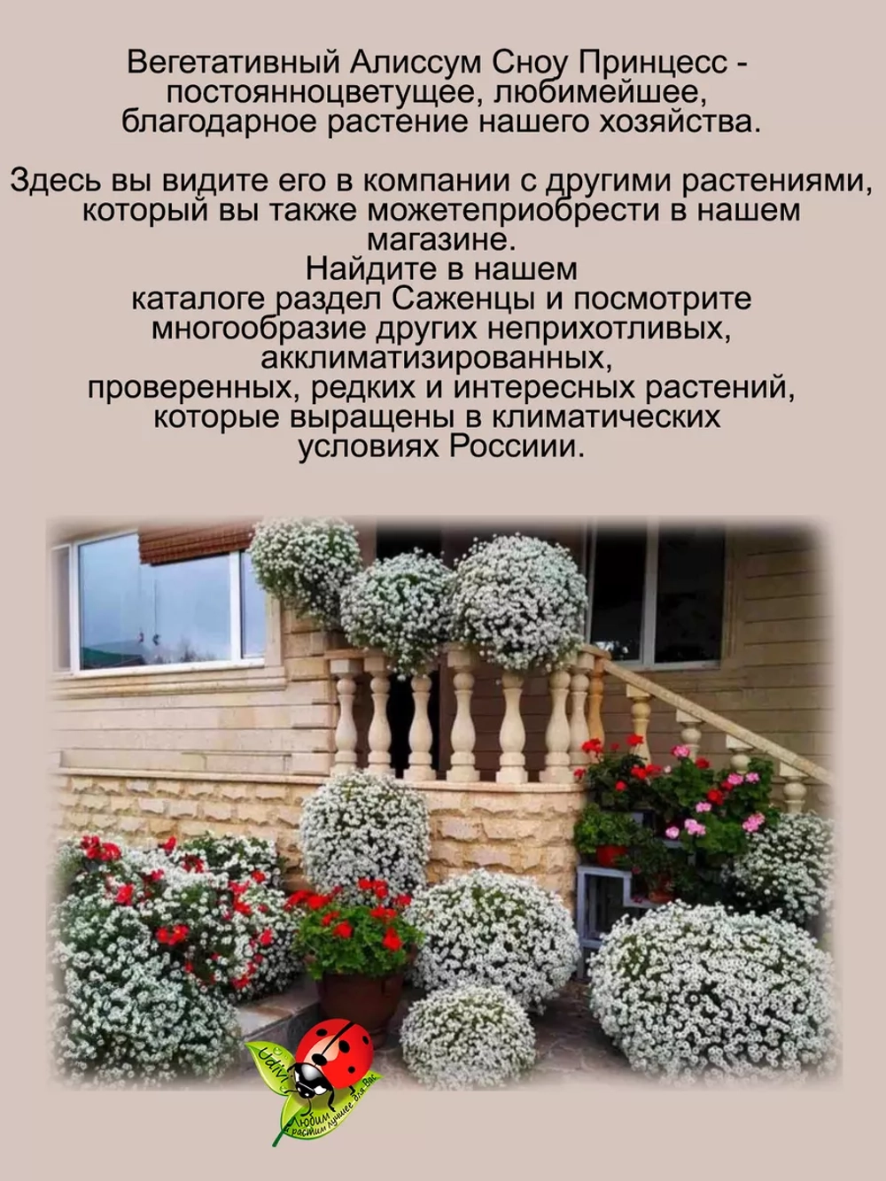 Алиссум вегетативный Сноу Принцесс мощный быстрорастущий