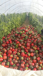 болгарский красный перец. зеленый перец, желтый перец- Египет