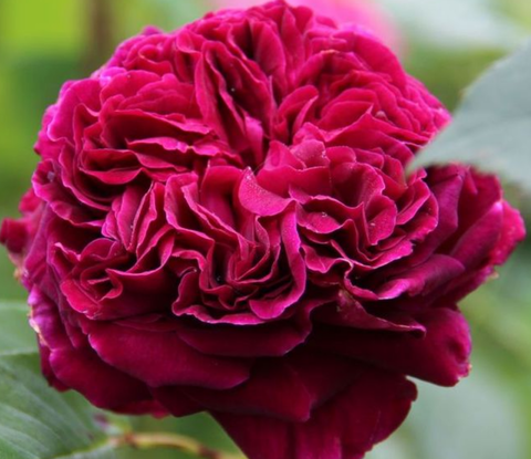 Роза чайно-гибридная Элеганс Распберри