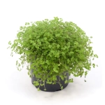 Солейролия