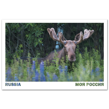 Лось в люпинах, Смоленская область